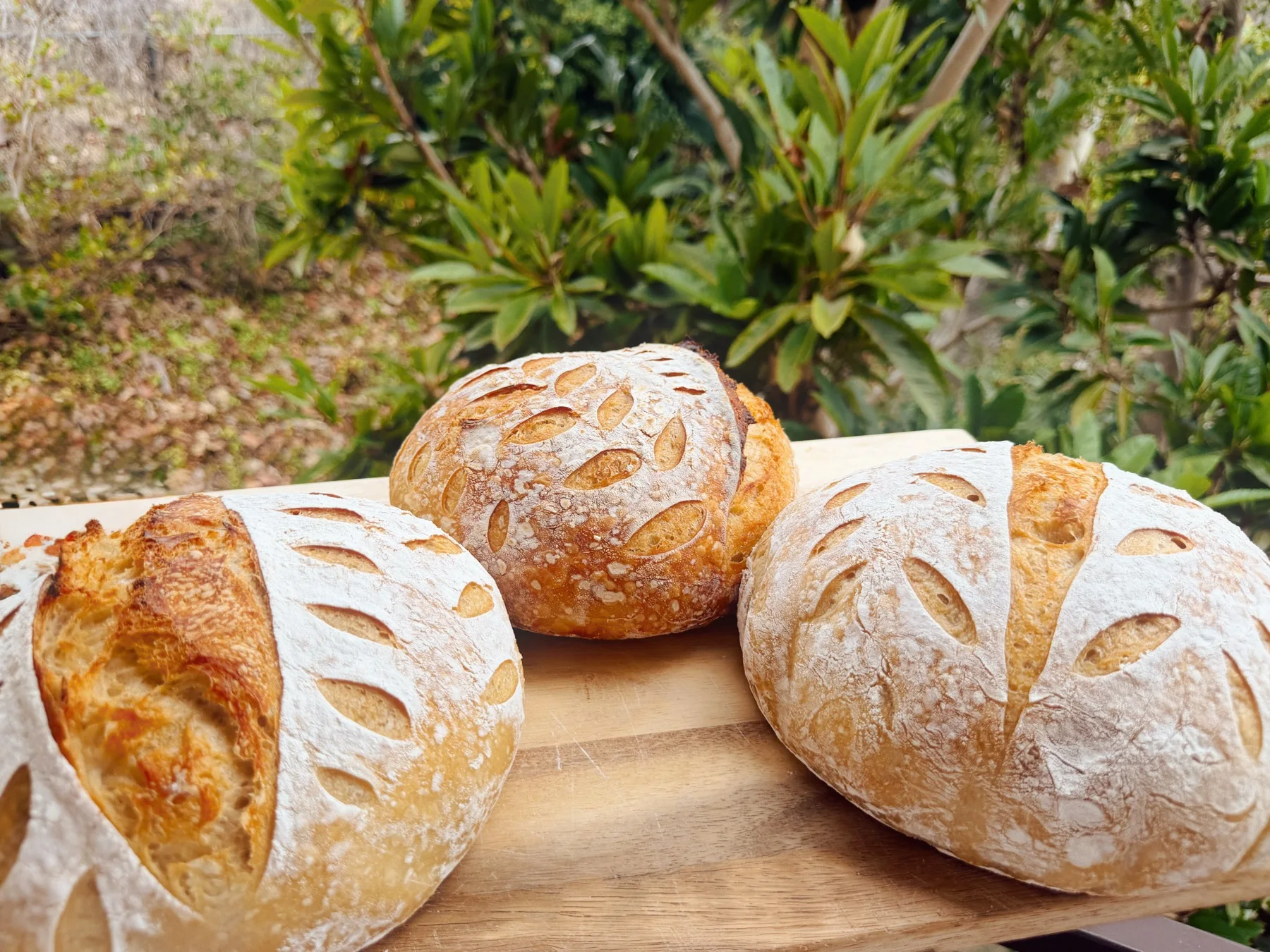 Three freshly baked Malibu Manna sourdough loaves on a wooden board
